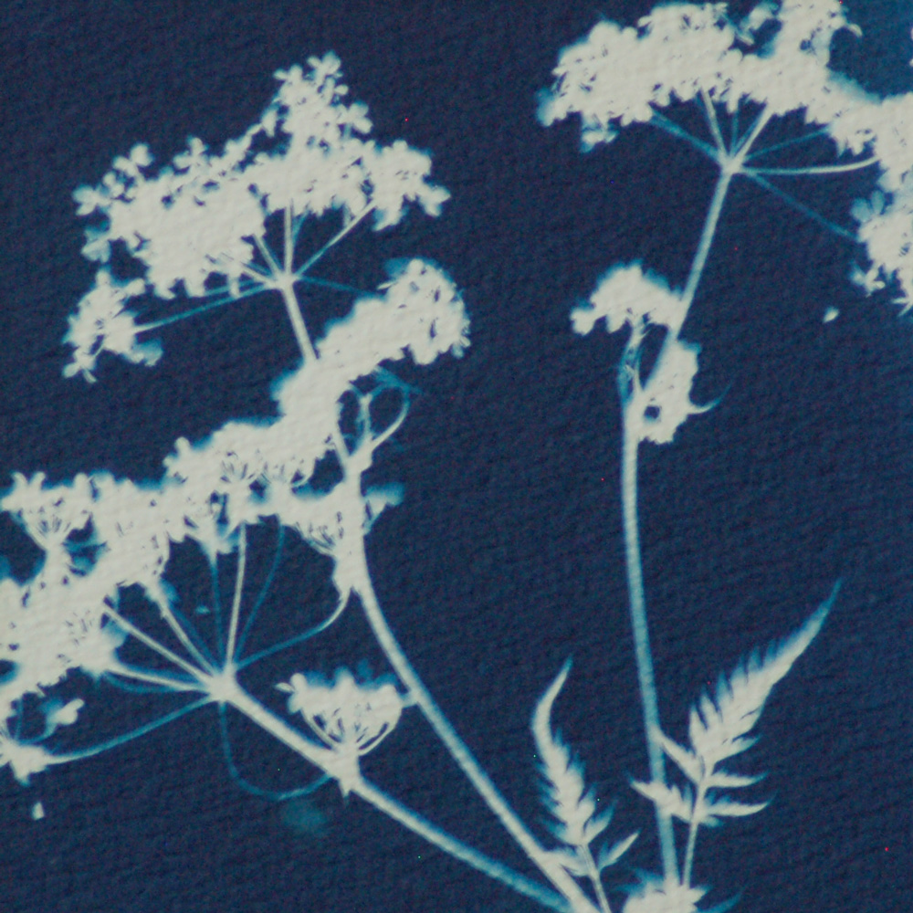 Poster 'Cow Parsley' - Afbeelding 2