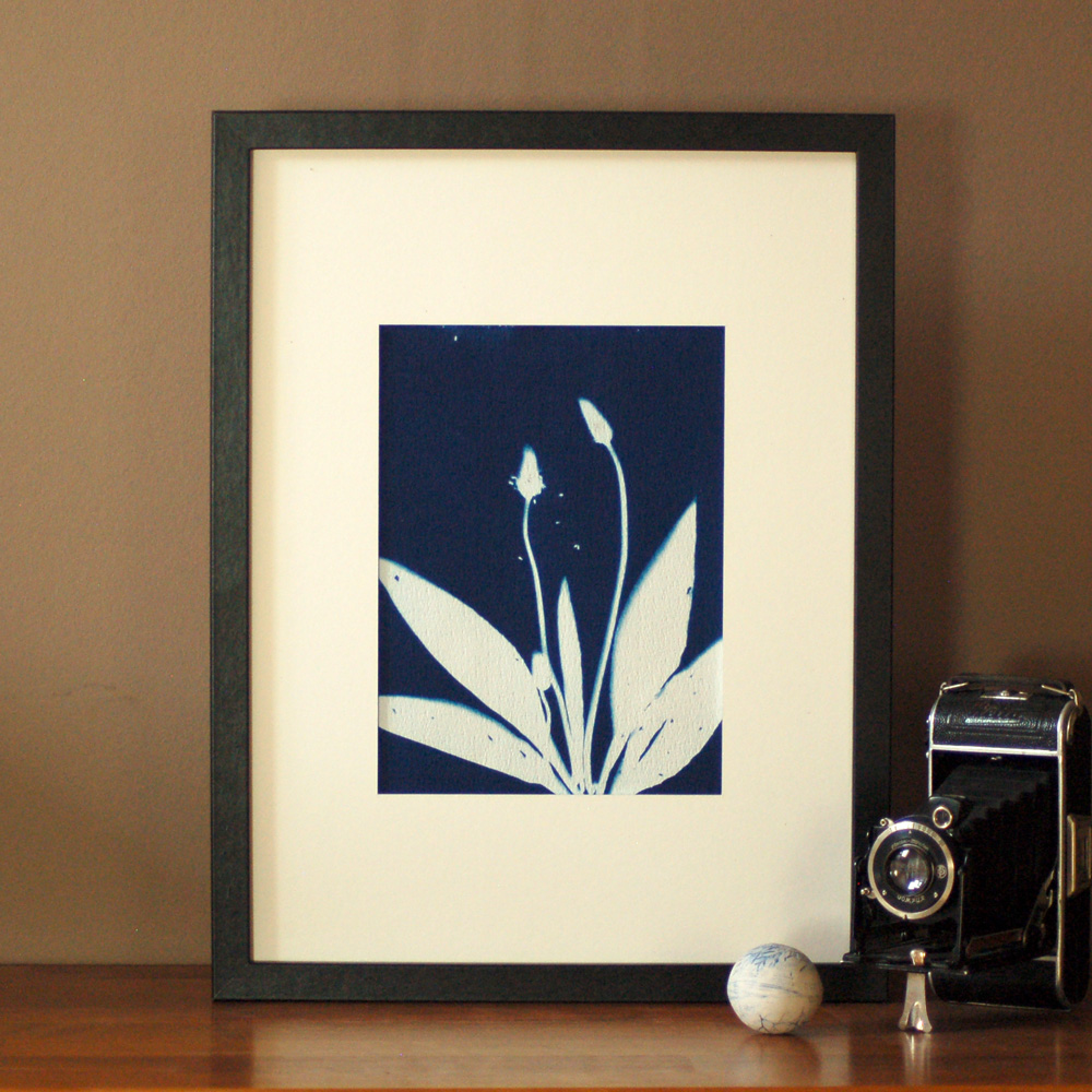 Poster 'Ribwort Plantain'