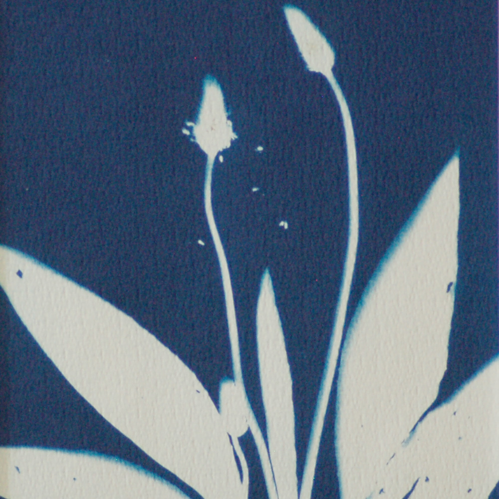 Poster 'Ribwort Plantain' - Afbeelding 2